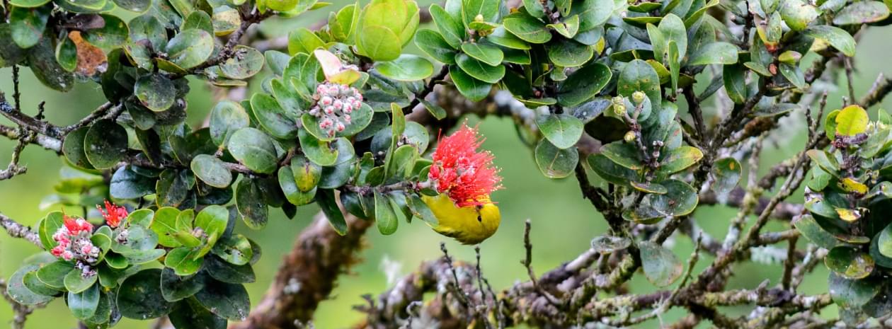 Anianiau with red Ohia