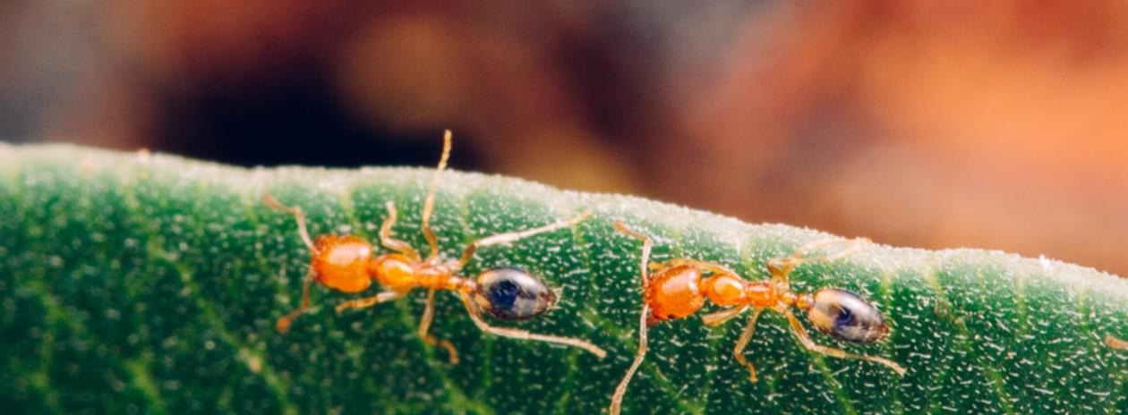 Singapore ant