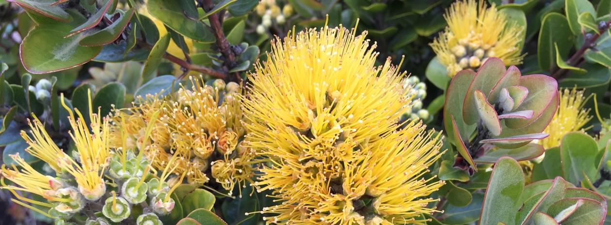 Yellow Ohia on Maui