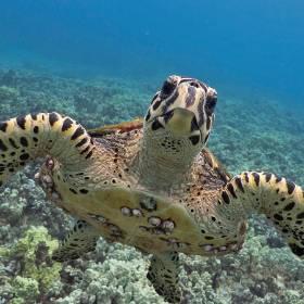 Turtle Recovery Project