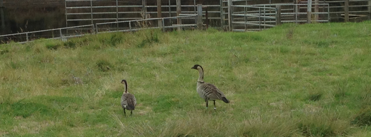 Nene on Big Island
