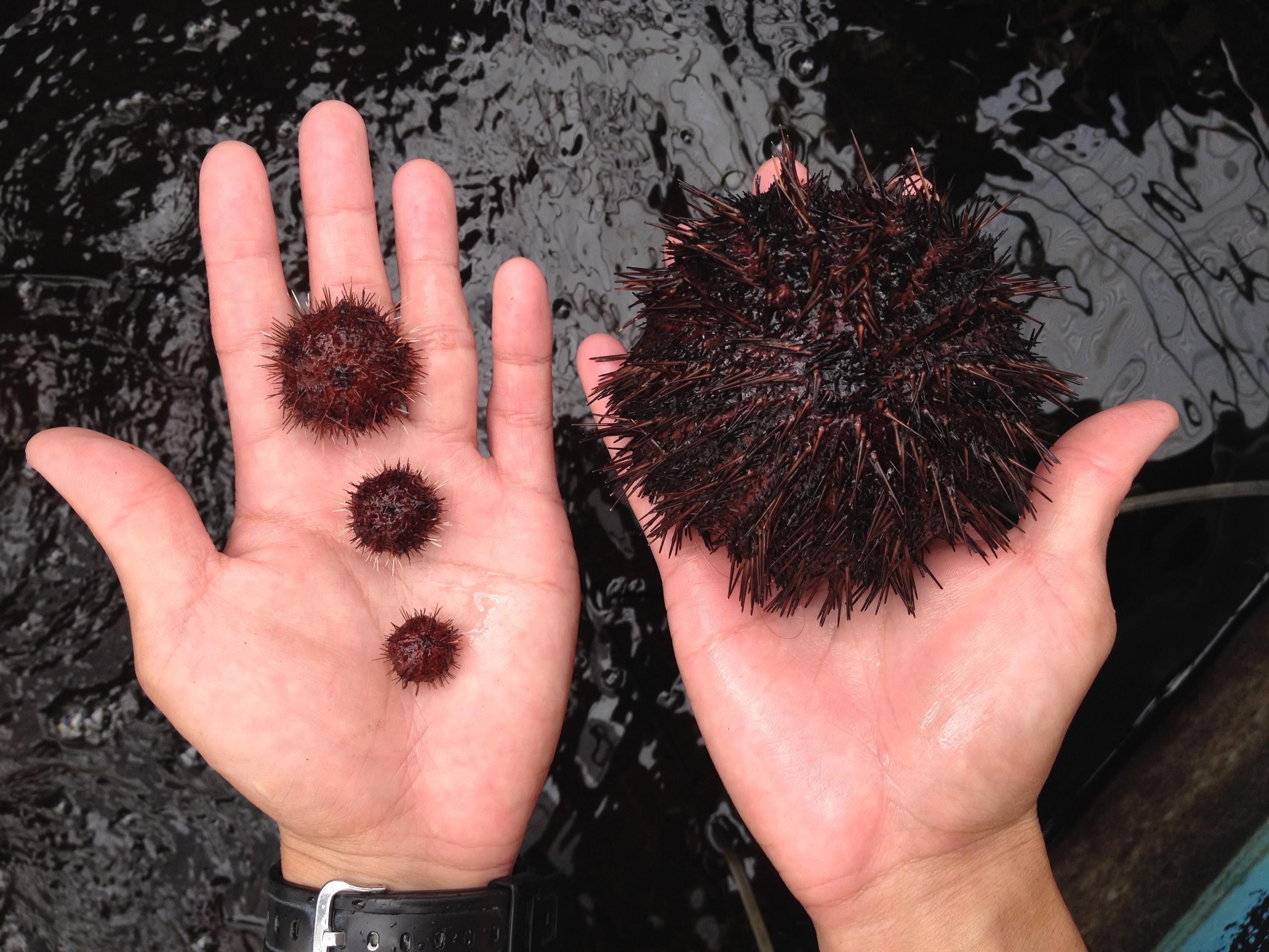Biocontrol of Aquatic Invasive Species