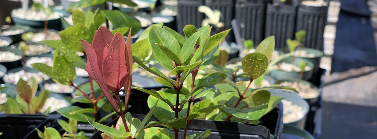Nursery plants on Oahu